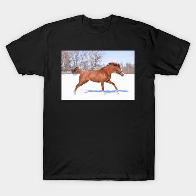 Verrazano filly T-Shirt by theartsyeq